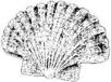 Seashell Scallop (medium)